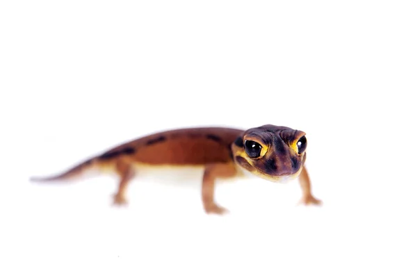 Blady gałka ogoniasty Gecko, laevissimus Nephrurus, biały — Zdjęcie stockowe