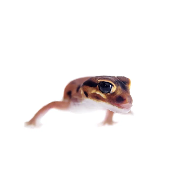 Gecko de cola pálida, Nephrurus laevissimus, sobre blanco — Foto de Stock