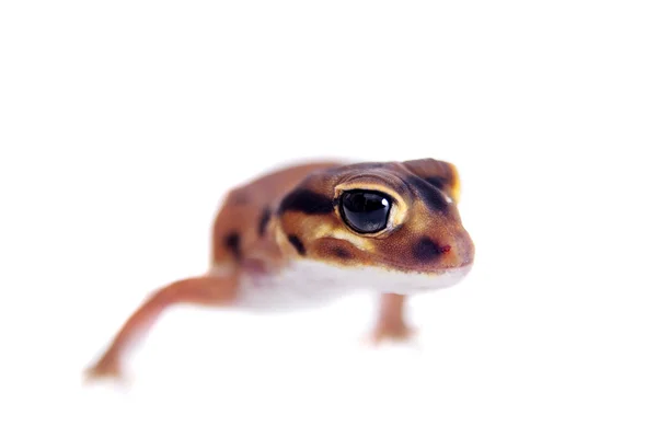 Gecko à queue pâle, Nephrurus laevissimus, sur fond blanc — Photo