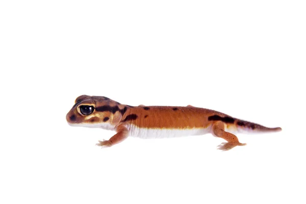 Gecko de cola pálida, Nephrurus laevissimus, sobre blanco — Foto de Stock