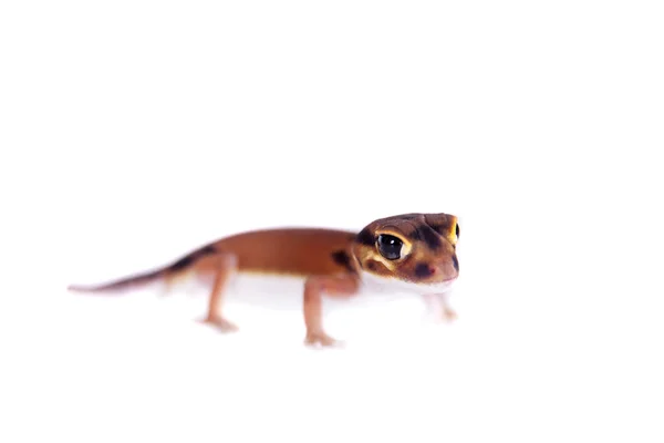 Gecko de cola pálida, Nephrurus laevissimus, sobre blanco —  Fotos de Stock
