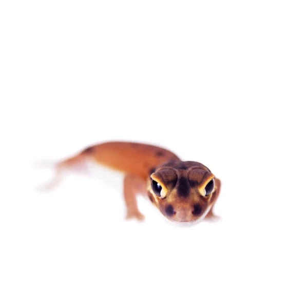 Pale Knob-Tailed Gecko, Nephrurus laevissimus, on white — стоковое фото