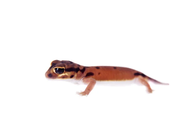 Blasser Knopfschwanzgecko, Nephrurus laevissimus, auf weiß — Stockfoto