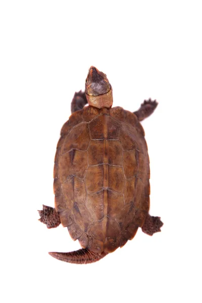 The Ryukyu leaf turtle, Geoemyda japonica, on white — Stock Photo, Image