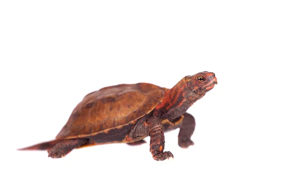 La tortuga de hoja Ryukyu, Geoemyda japonica, sobre blanco —  Fotos de Stock