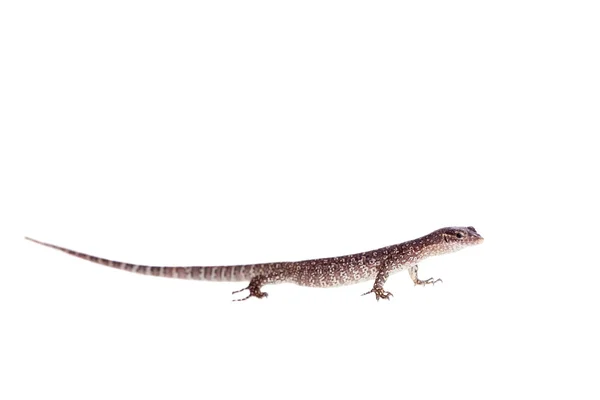 Timor Monitor Lizard, Varanus timorensis, sobre branco — Fotografia de Stock