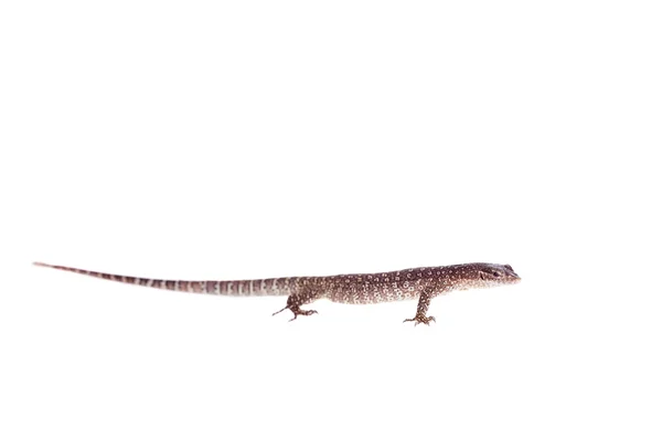 -Timor Monitor Lizard, Varanus timorensis, op wit — Stockfoto