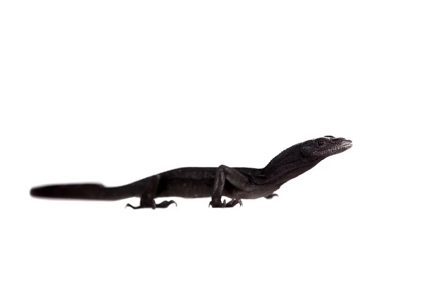 블랙 트리 모니터 도마뱀, 화이트에 varanus beccari — 스톡 사진