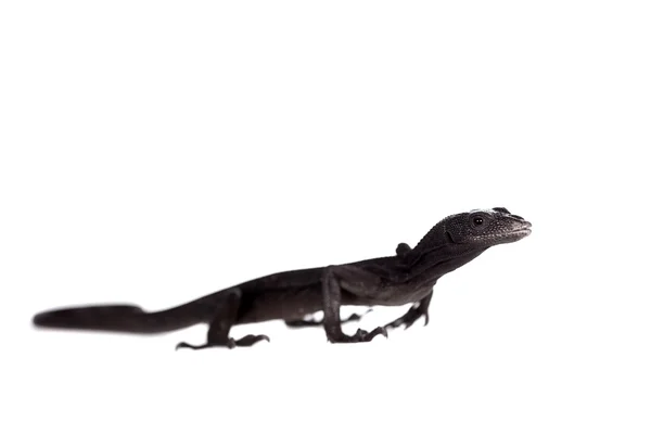 Black tree monitor lizard, varanus beccari, on white — Stock Photo, Image