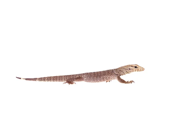 Clouded Monitor, Varanus nebulosus, on white — Stock Photo, Image