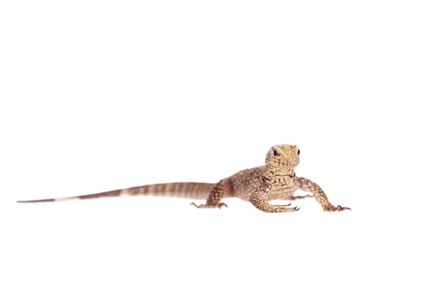 Dystra Monitor, Varanus nebulosus, på vitt — Stockfoto