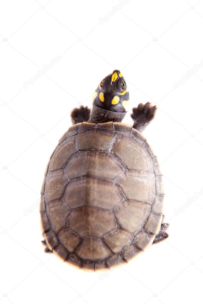 Yellow-spotted River Turtle, Podocnemis unifilis, on white