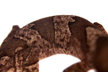 Yay parmaklı gecko, beyaz Cyrtodactylus irianjayaensis
