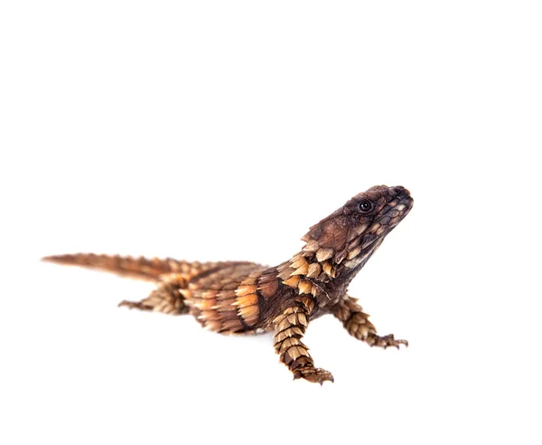 El lagarto armadillo ceñido sobre blanco —  Fotos de Stock