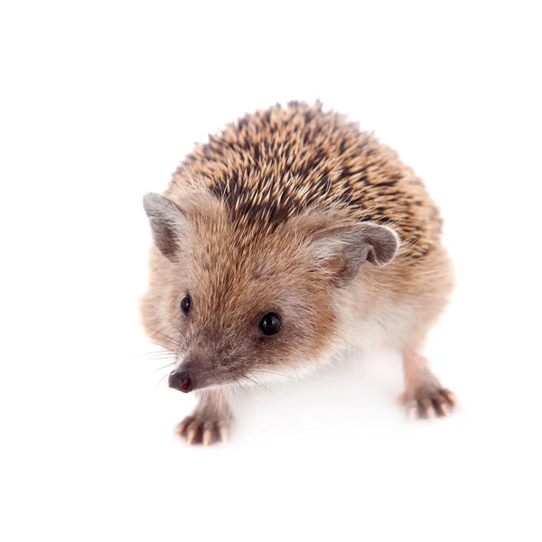 Long-eared hedgehog on white — Stock Photo, Image