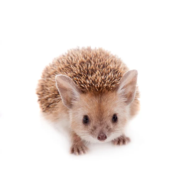 Long-eared hedgehog on white — Stock Photo, Image