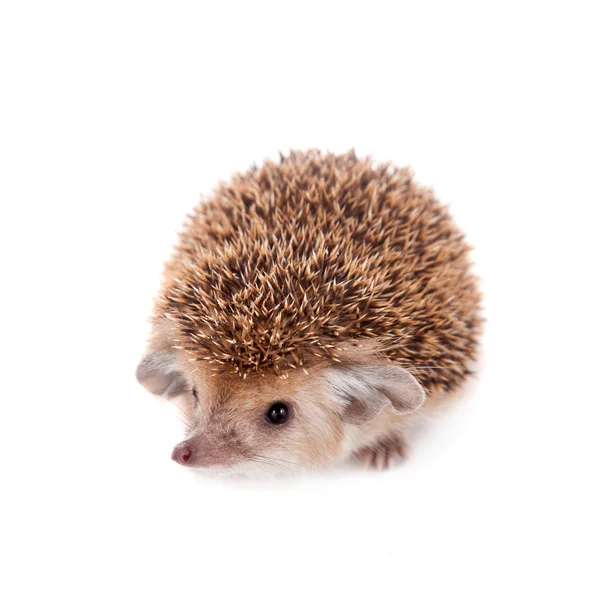 Long-eared hedgehog on white — Stock Photo, Image