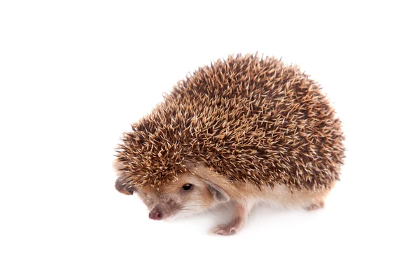 Nyctophilus hedgehog op wit — Stockfoto
