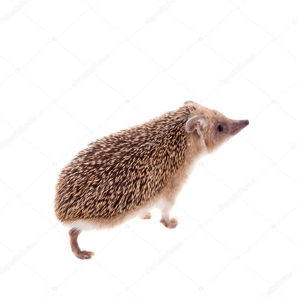 Long-eared hedgehog on white