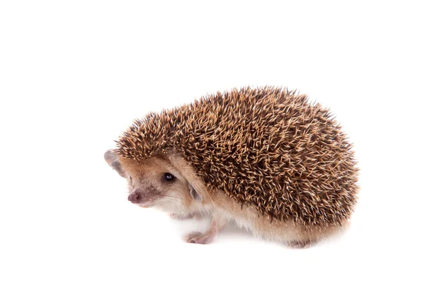 Long-eared hedgehog on white — Stock Photo, Image