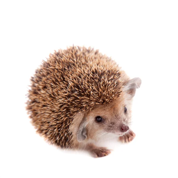 Long-eared hedgehog on white — Stock Photo, Image
