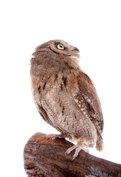 The European scops owl on white — Stock Photo, Image