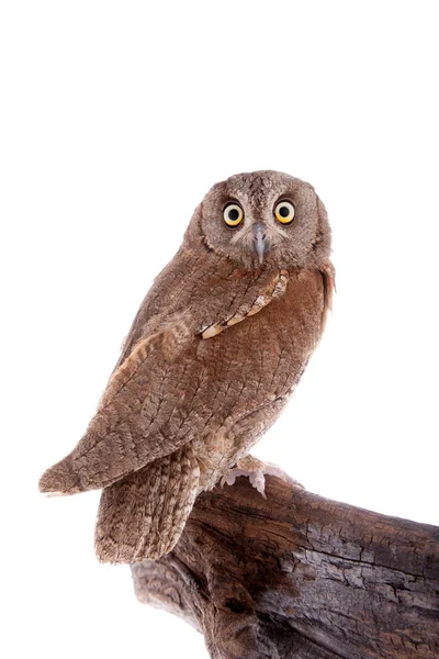 The European scops owl on white — Stock Photo, Image