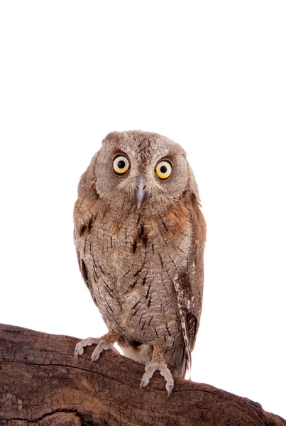 The European scops owl on white — Stock Photo, Image