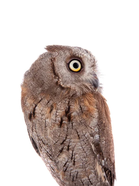 Le hibou pétoncle européen sur blanc — Photo