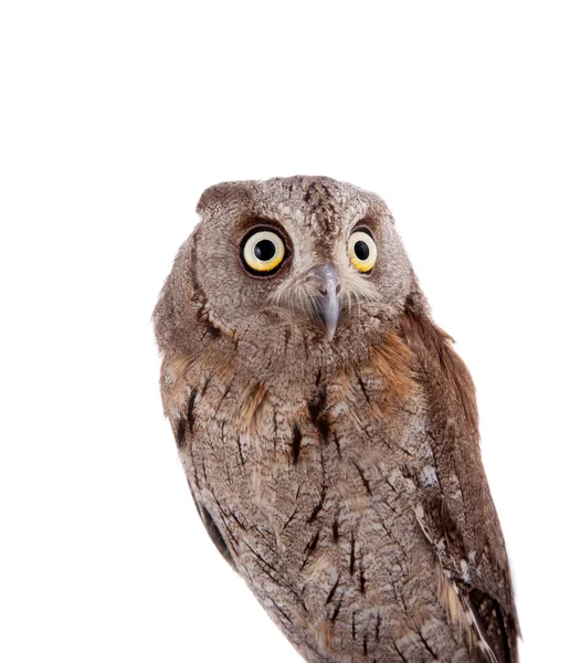 The European scops owl on white — Stock Photo, Image