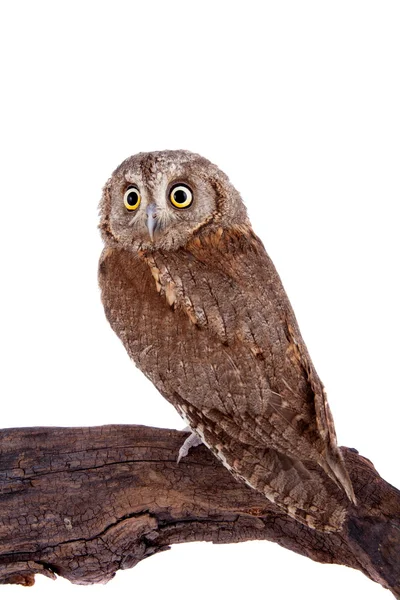 Le hibou pétoncle européen sur blanc — Photo