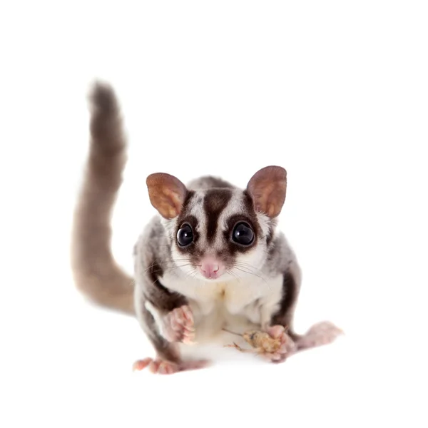 Sugar glider, Petaurus breviceps, on white — Stock Photo, Image