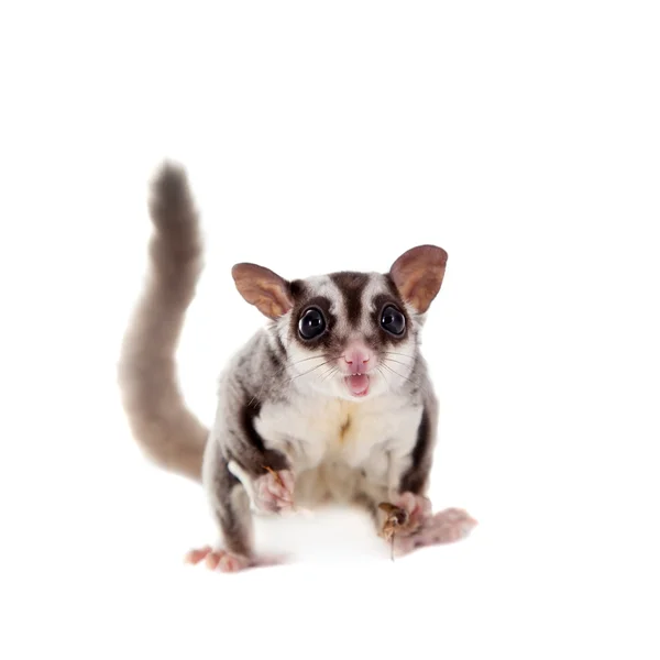 Planeador de azúcar, Petaurus breviceps, sobre blanco — Foto de Stock