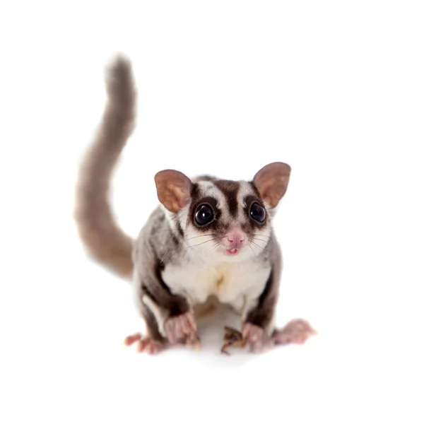 Planeador de azúcar, Petaurus breviceps, sobre blanco — Foto de Stock