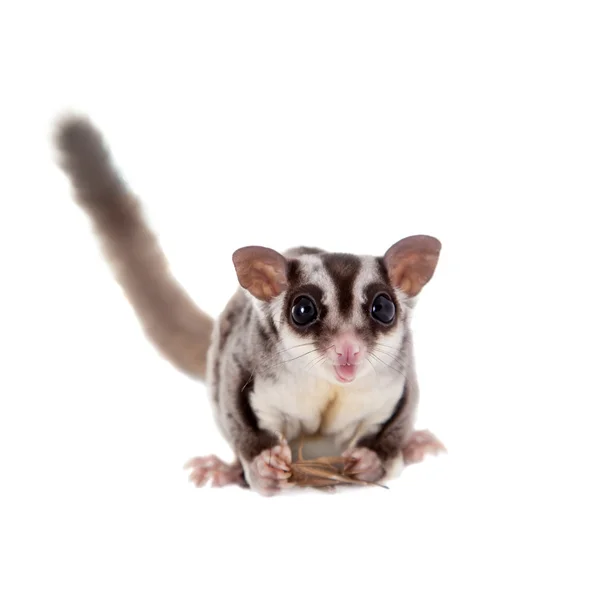 Planador de açúcar, Petaurus breviceps, em branco — Fotografia de Stock