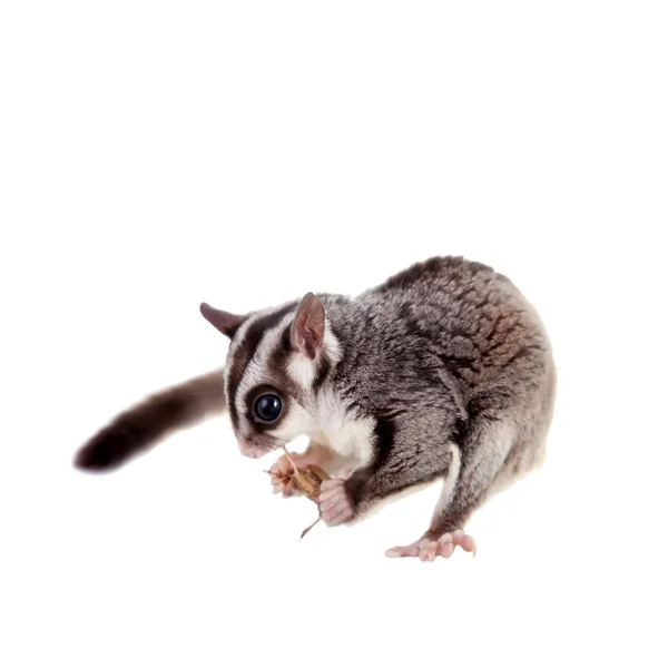 Planeador de azúcar, Petaurus breviceps, sobre blanco — Foto de Stock