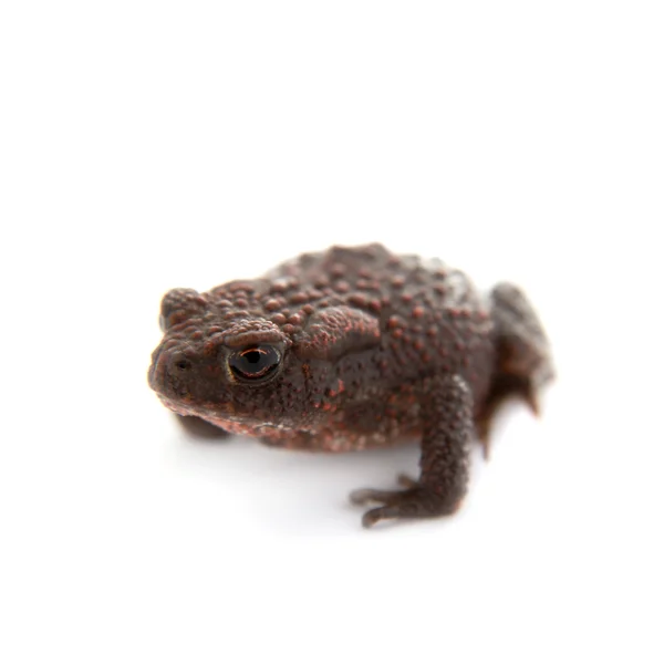 Common or European toad on white — Stock Photo, Image