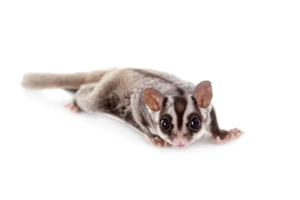 Planador de açúcar, Petaurus breviceps, em branco — Fotografia de Stock