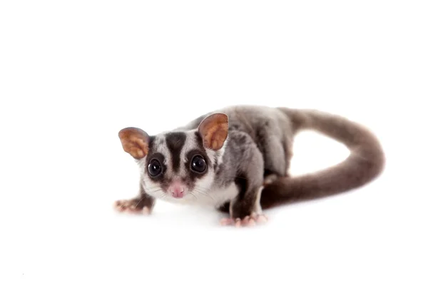 Planeador de azúcar, Petaurus breviceps, sobre blanco — Foto de Stock