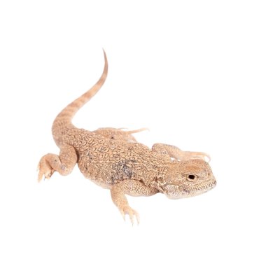 Gizli Toad-Headed Agama beyaz