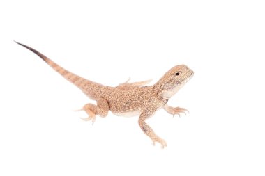 Gizli Toad-Headed Agama beyaz