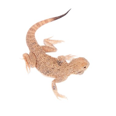 Gizli Toad-Headed Agama beyaz