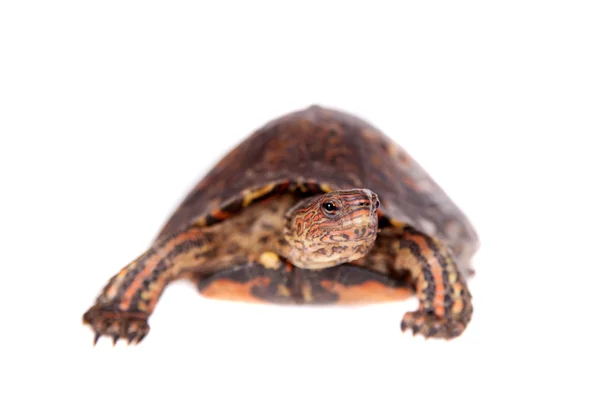 La tortuga de madera pintada sobre blanco —  Fotos de Stock