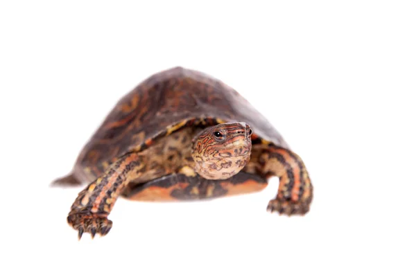 The Painted wood turtle on white — Stock Photo, Image