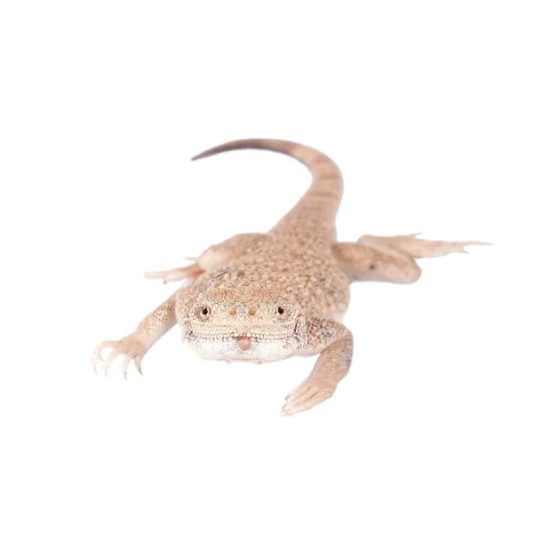 在白色的秘密 Toad-Headed 鬣蜥。 — 图库照片