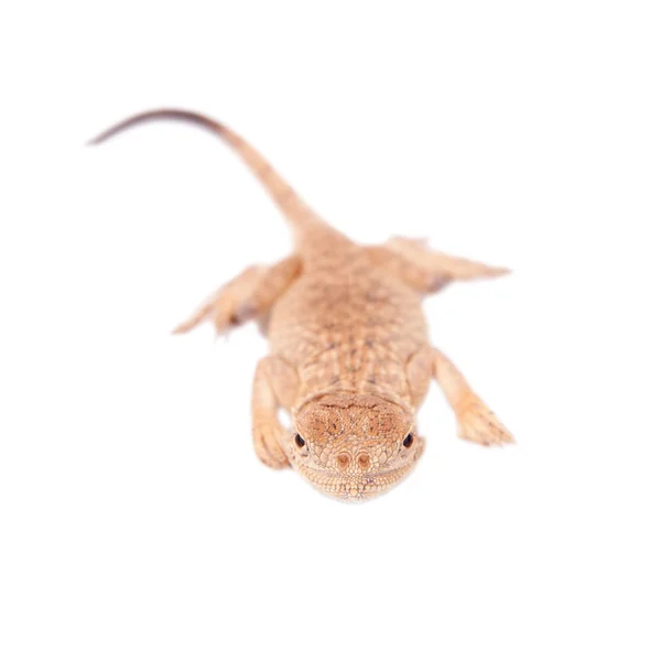 Geheime Toad-Headed Agama op wit — Stockfoto