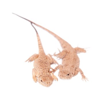 Gizli Toad-Headed Agama beyaz