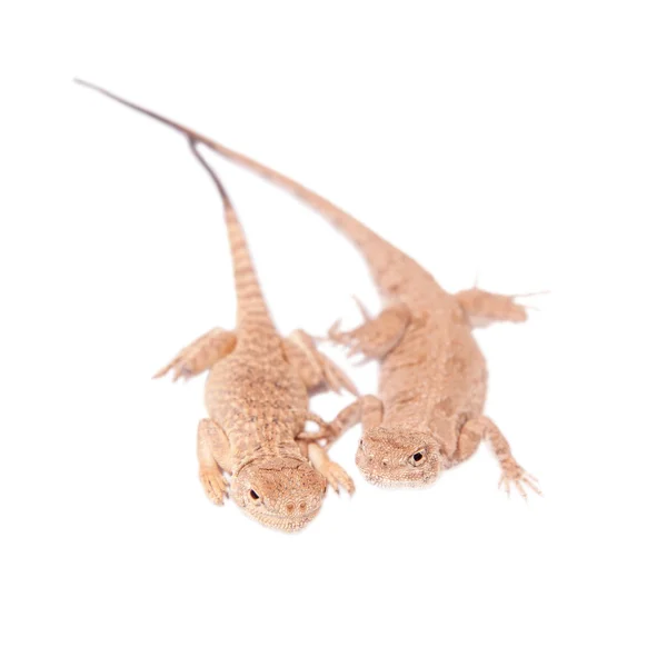 Secret Toad-Headed Agama on white — Stock Photo, Image