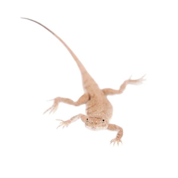 Secret Toad-Headed Agama on white — Stock Photo, Image