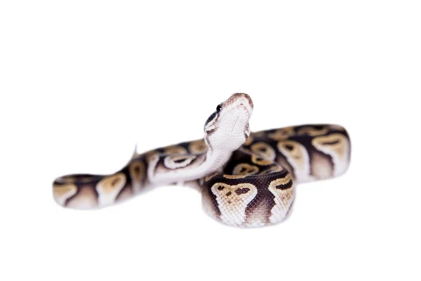 Koninklijke Python, of bal Python op wit — Stockfoto